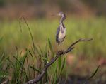 Bird on a stick