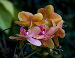 Moth Orchid