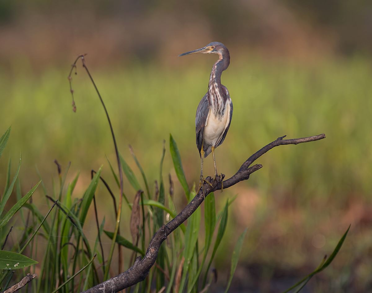 Bird on a stick