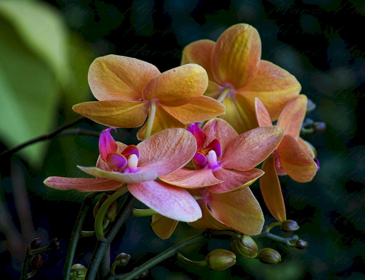 Moth Orchid