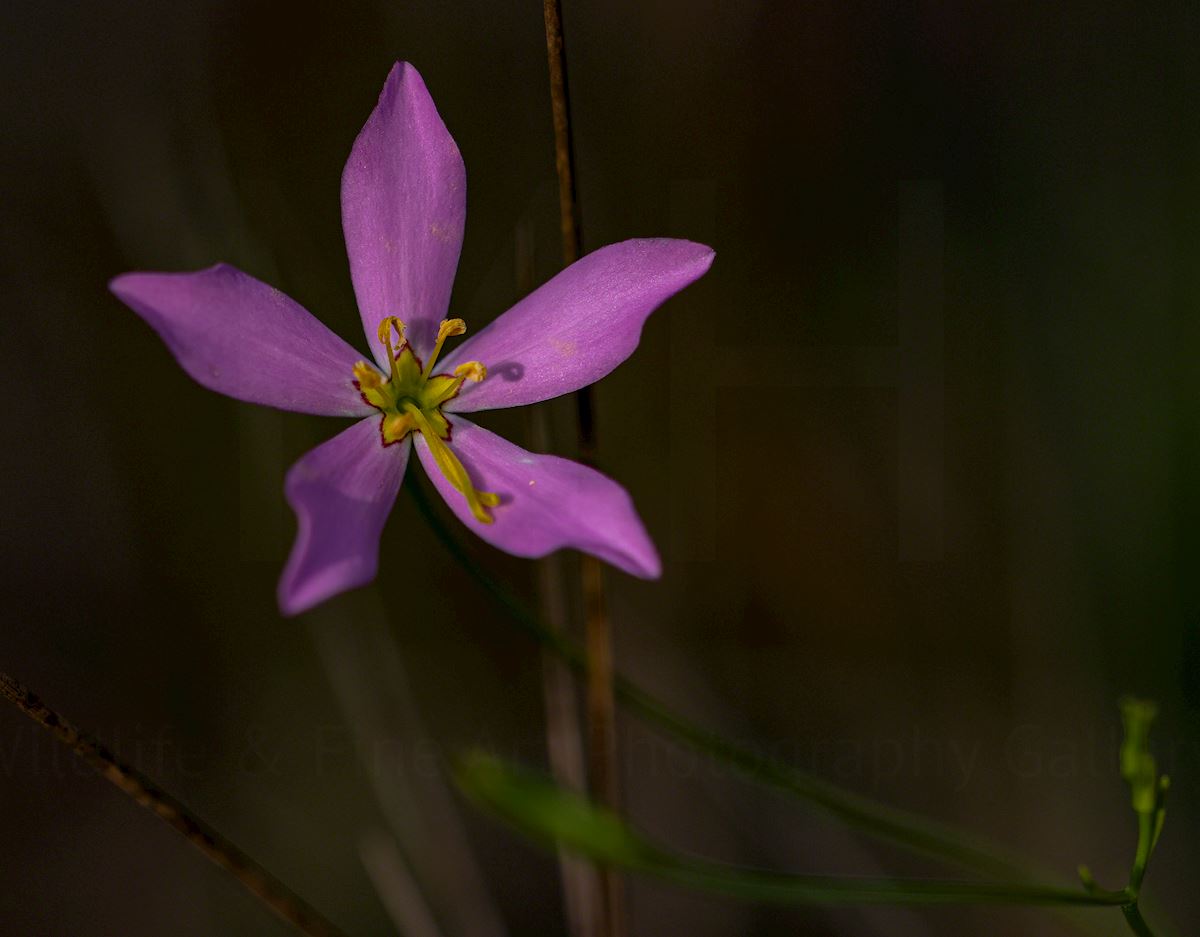 Marsh Pink